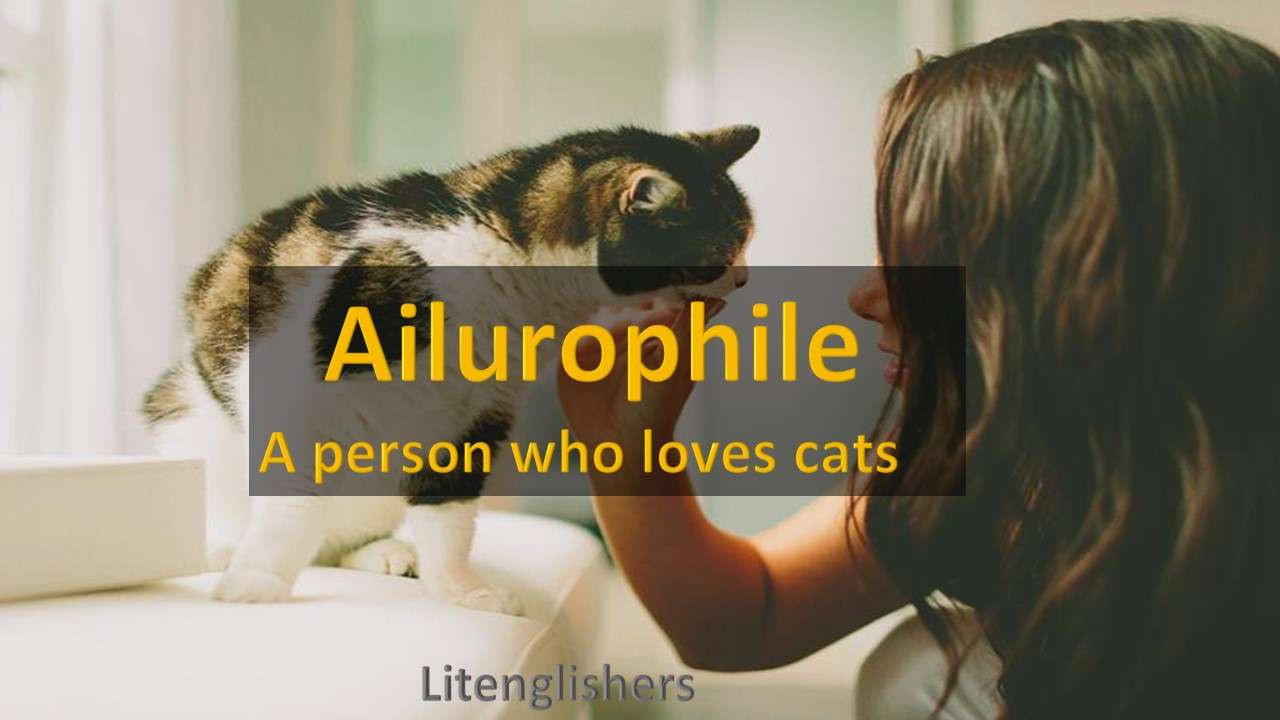 ailurophile