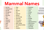 Mammal Names in English