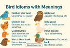 Bird Idioms – Meaning and Easy Examples