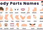 All Body Parts Names in English with Their Pictures