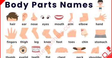 All Body Parts Names in English with Their Pictures