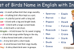 List of Birds Name in English