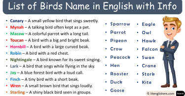List of Birds Name in English