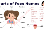 Parts of Face Names in English with Their Pictures