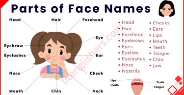 Parts of Face Names in English with Their Pictures