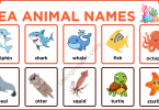 List of Sea Animal Names in English with Their Pictures
