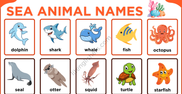 List of Sea Animal Names in English with Their Pictures